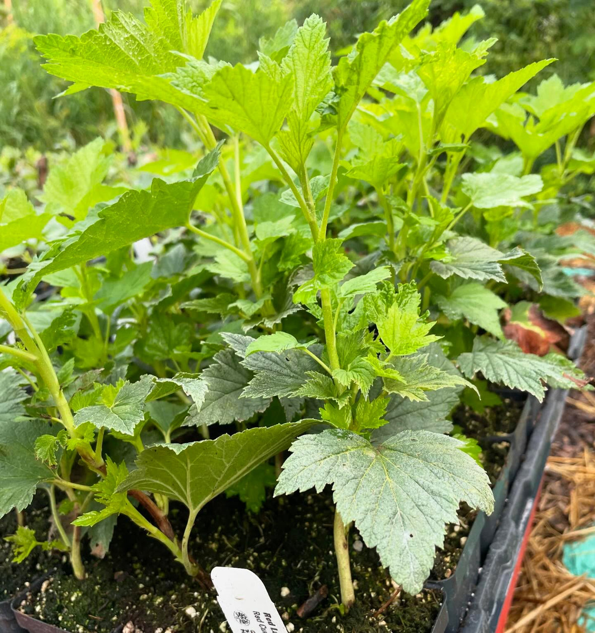 red currant taking off after potting up, image 2 of 2