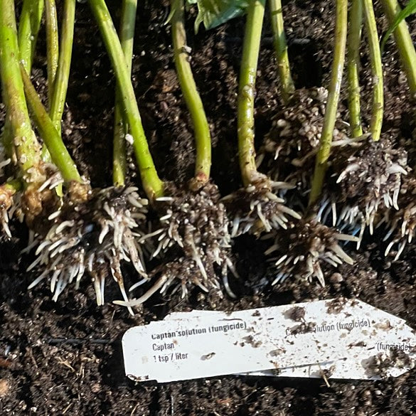 red elderberry had a stronger rooting response with a quick dip in captan before sticking