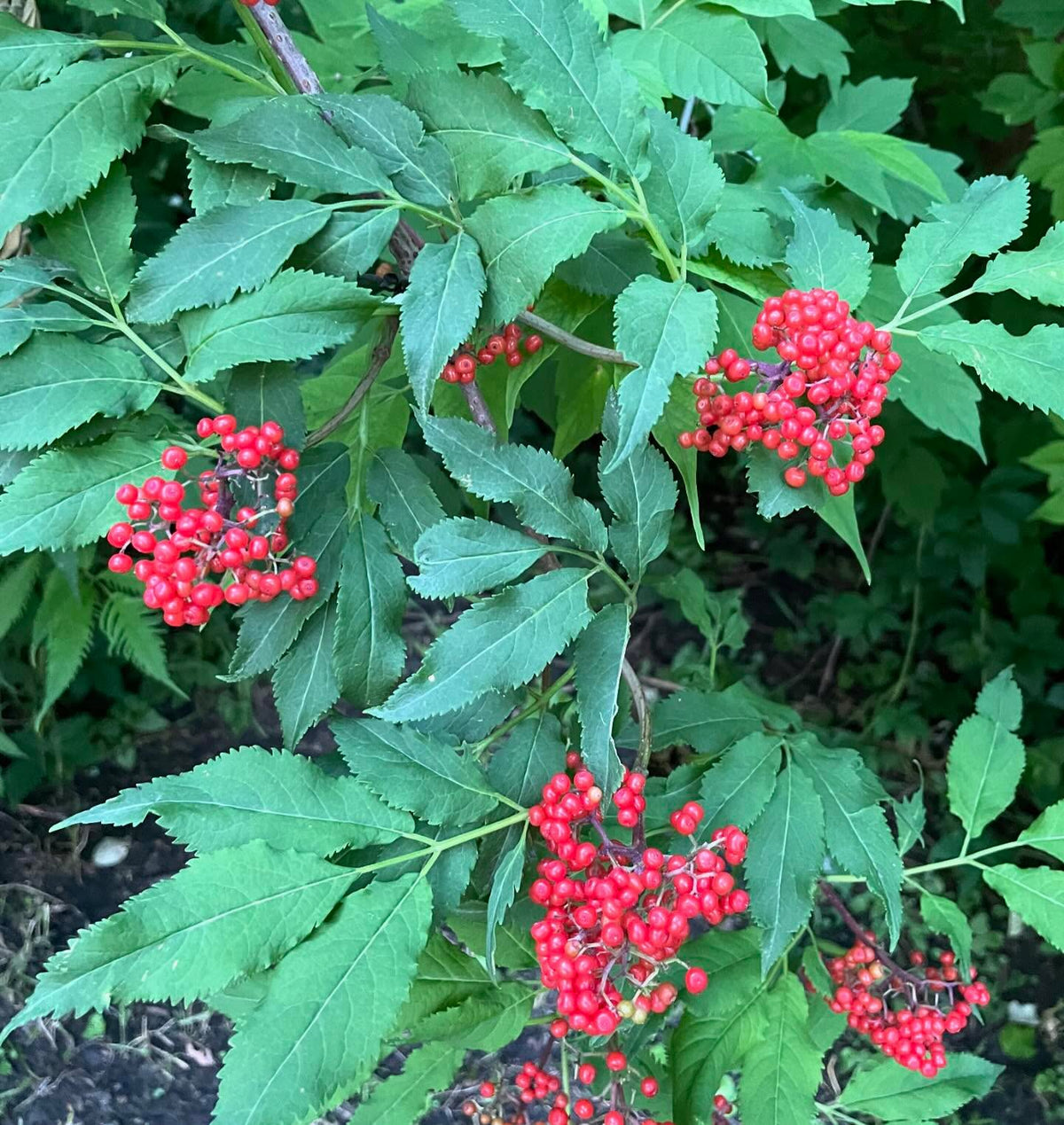red elderberry ripening this week