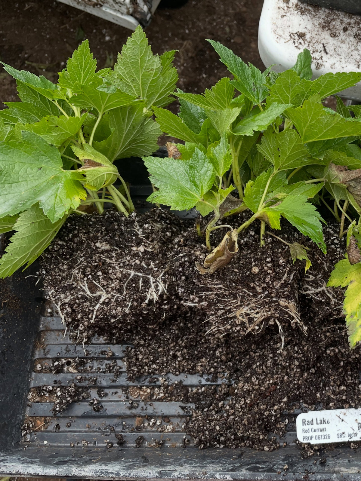 red lake currants with heavy rooting after just over three weeks