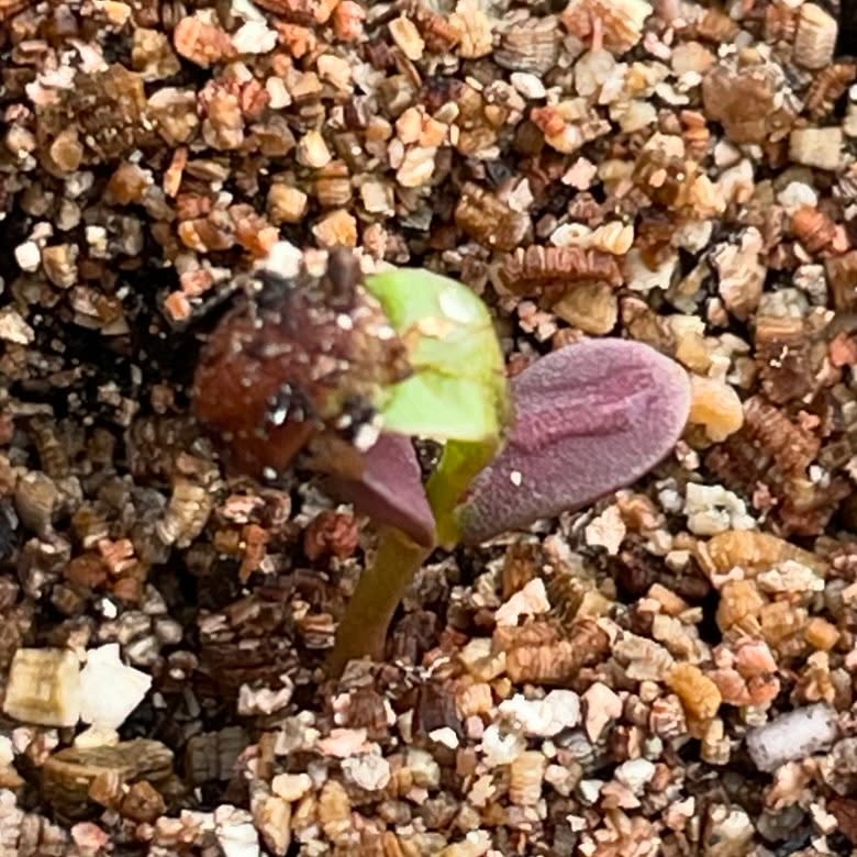 red leafed choke cherry seedling emerging