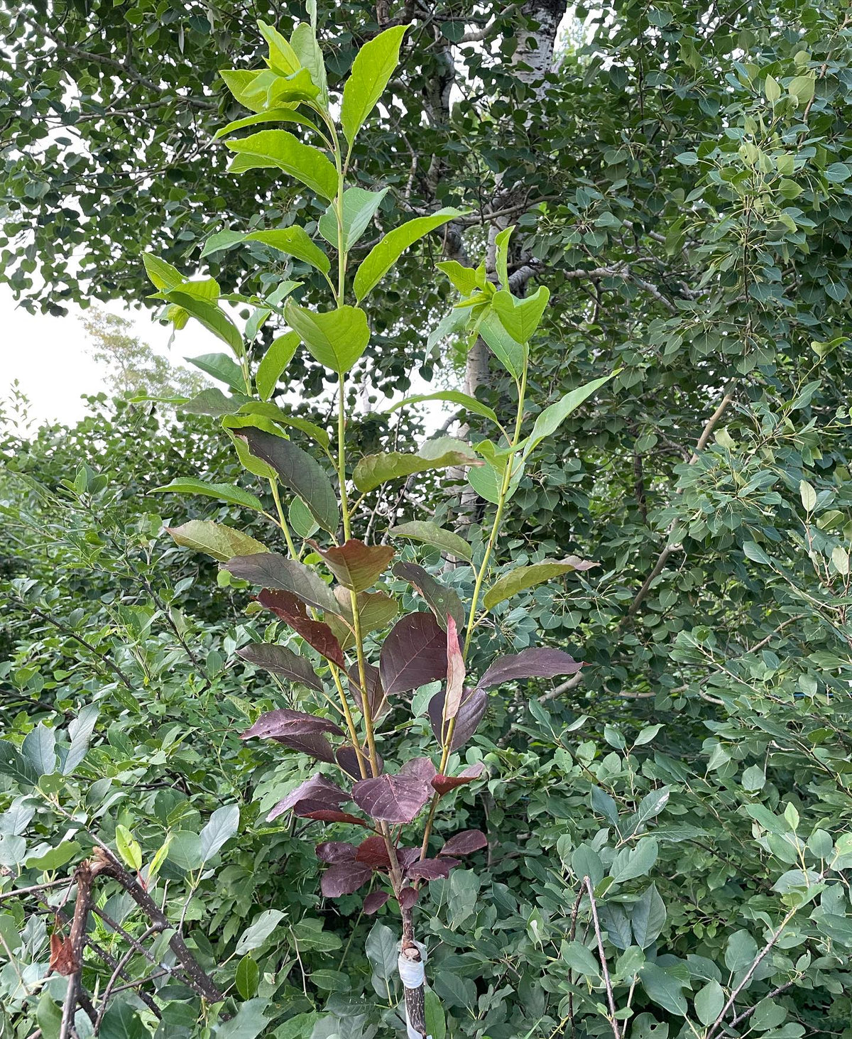 red leafed chokecherry grafted onto wild chokecherry