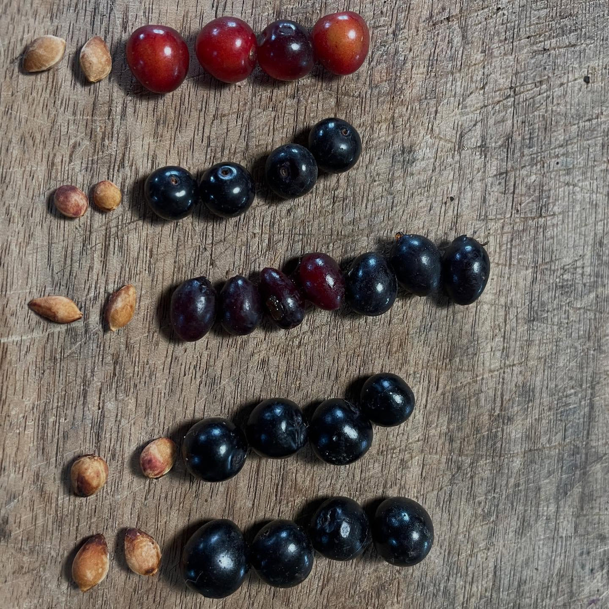 red leafed, wild black, new oxheart/oblong, garrington (seedling, image 2 of 2