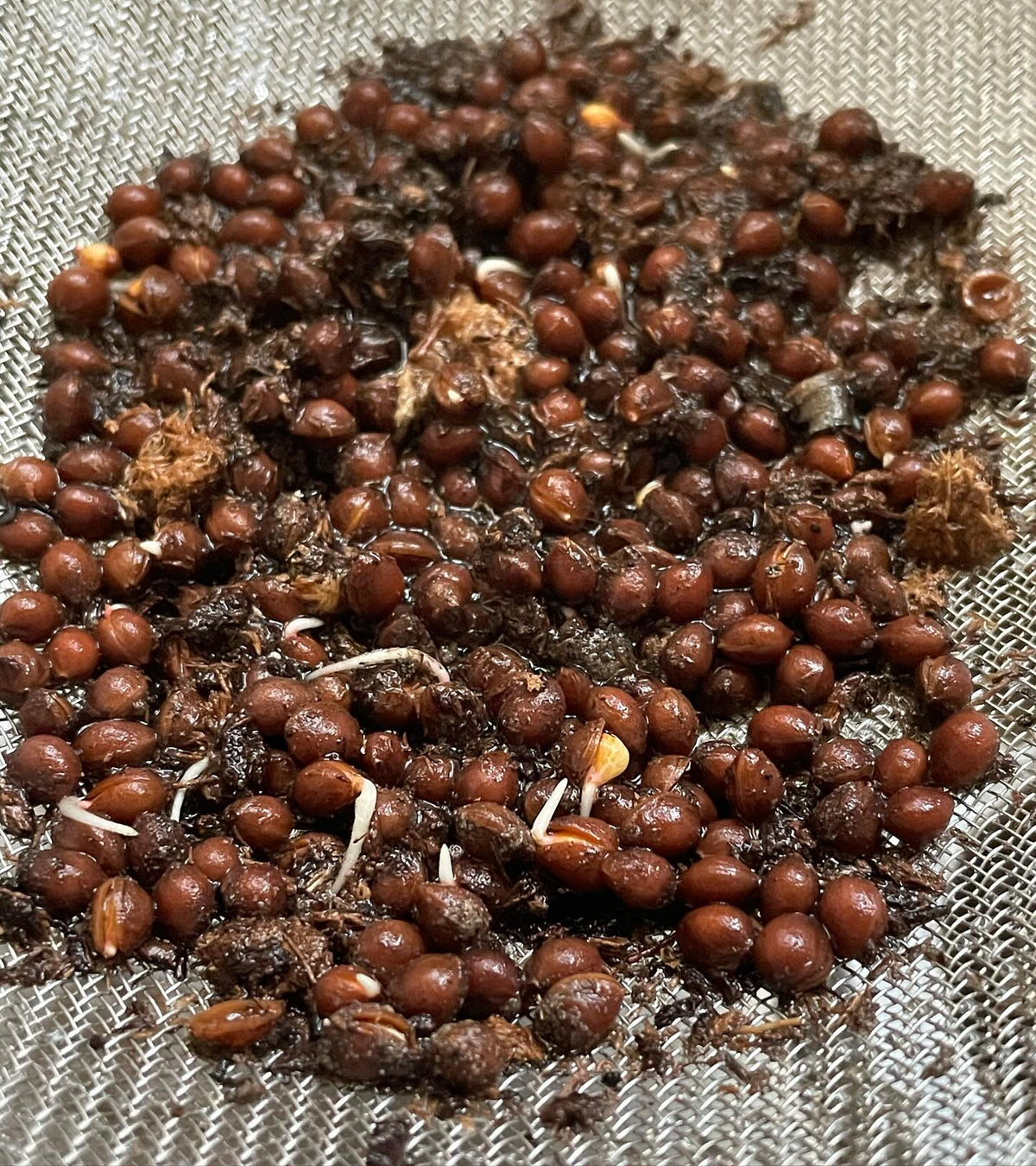 red leaved chokecherry after three months cold stratifying starting to germinate, image 1 of 2
