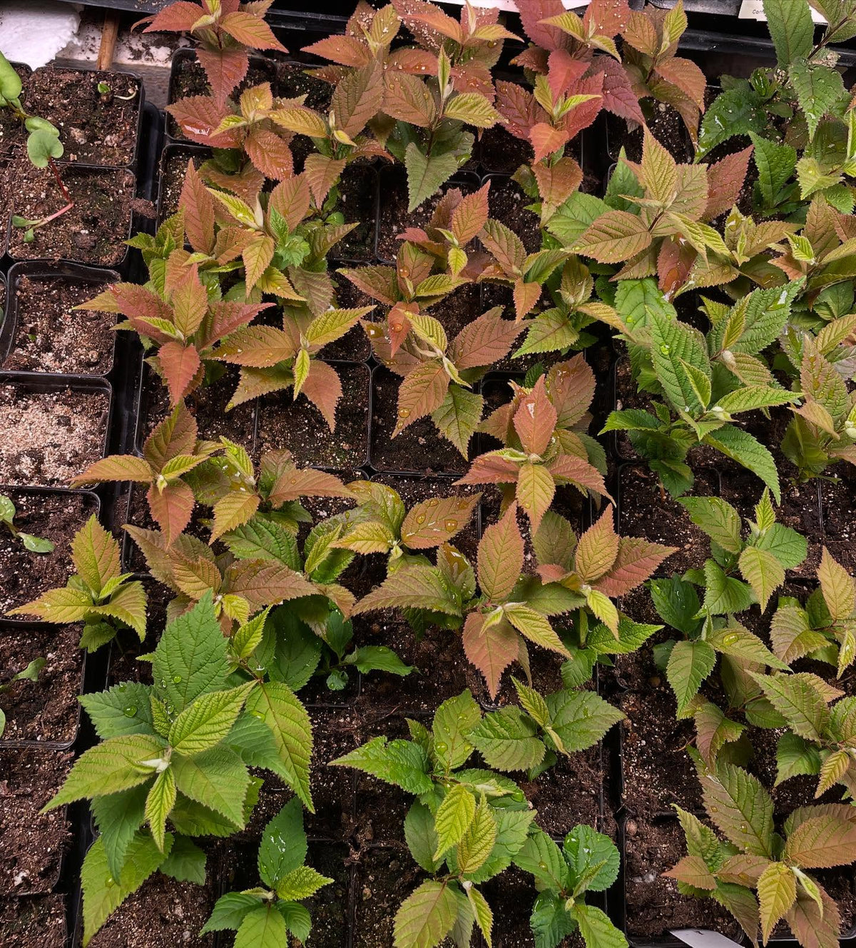 red leaves under the most intense light are a natural response, maybe the light is stronger than they need, image 1 of 2
