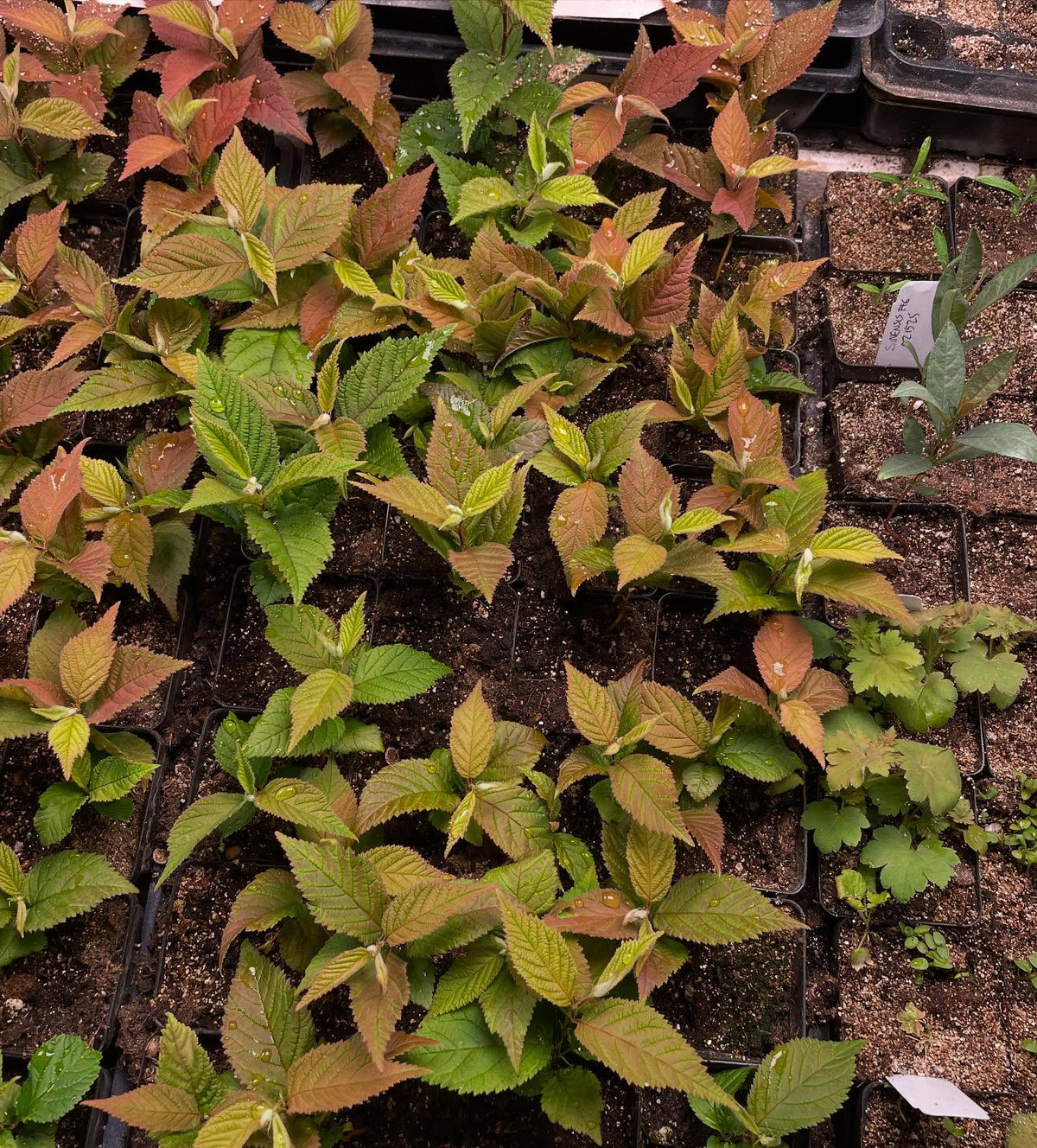 red leaves under the most intense light are a natural response, maybe the light is stronger than they need, image 2 of 2