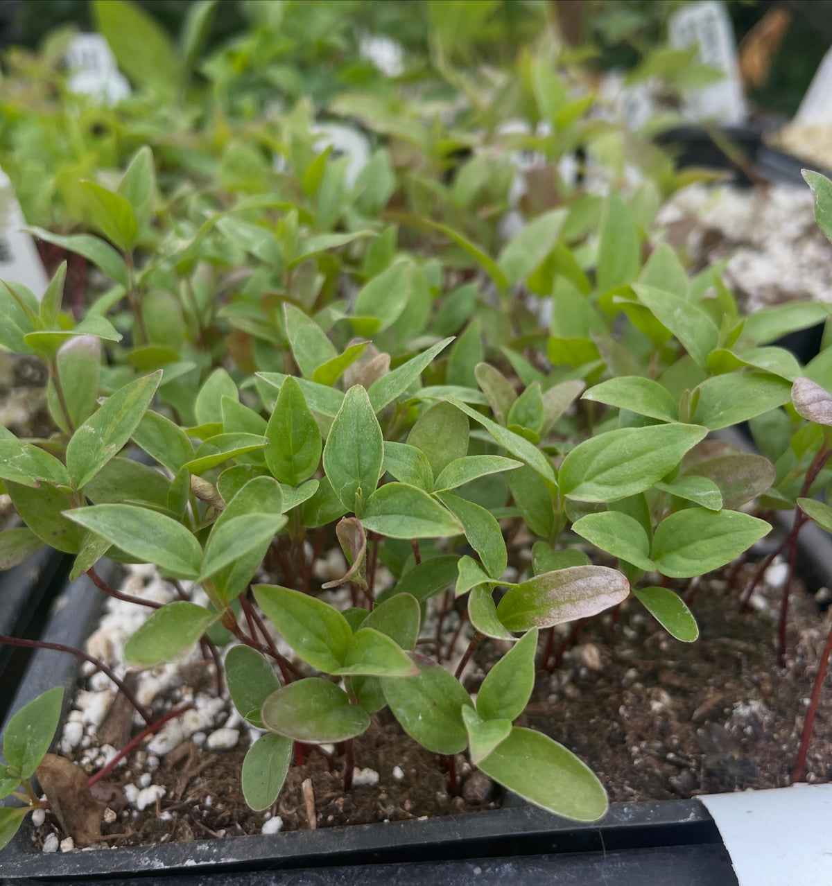 red osier dogwood, cold stratified for three months in a fridge and then planted out in the greenhouse in april, image 1 of 2