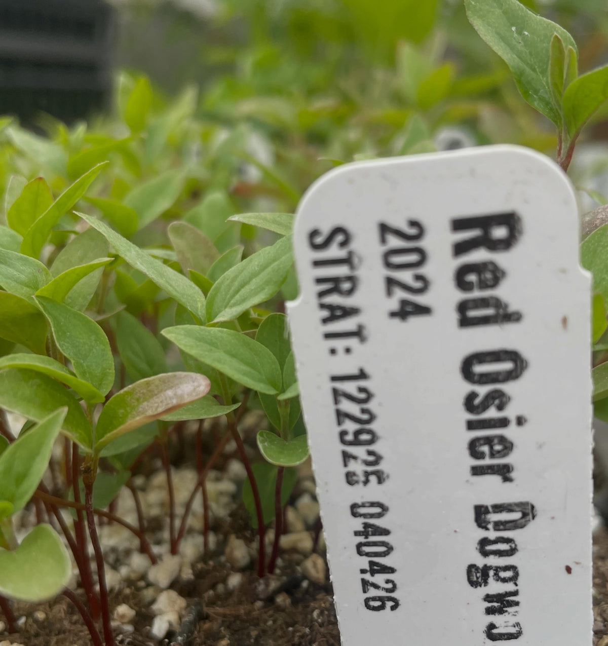 red osier dogwood, cold stratified for three months in a fridge and then planted out in the greenhouse in april, image 2 of 2