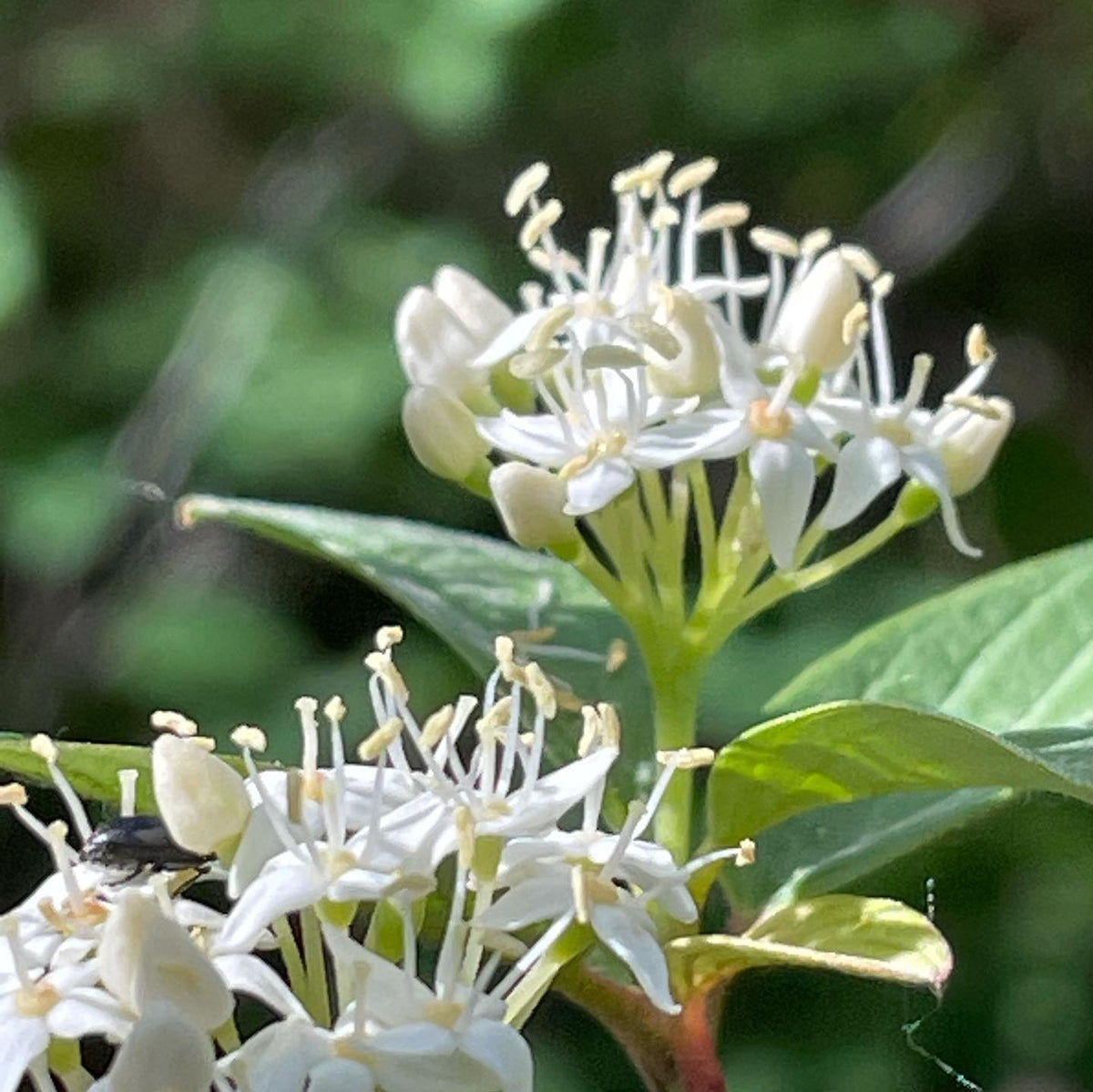 red osier dogwood flowering this week #dogwood, image 1 of 2