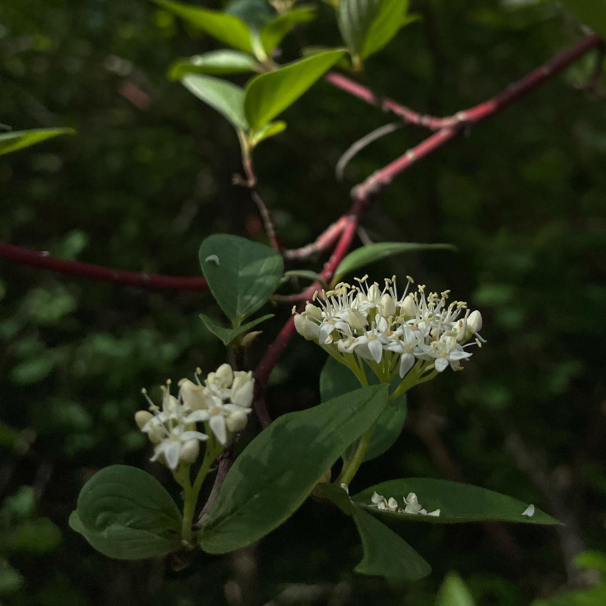 red osier dogwood flowering this week #dogwood, image 2 of 2