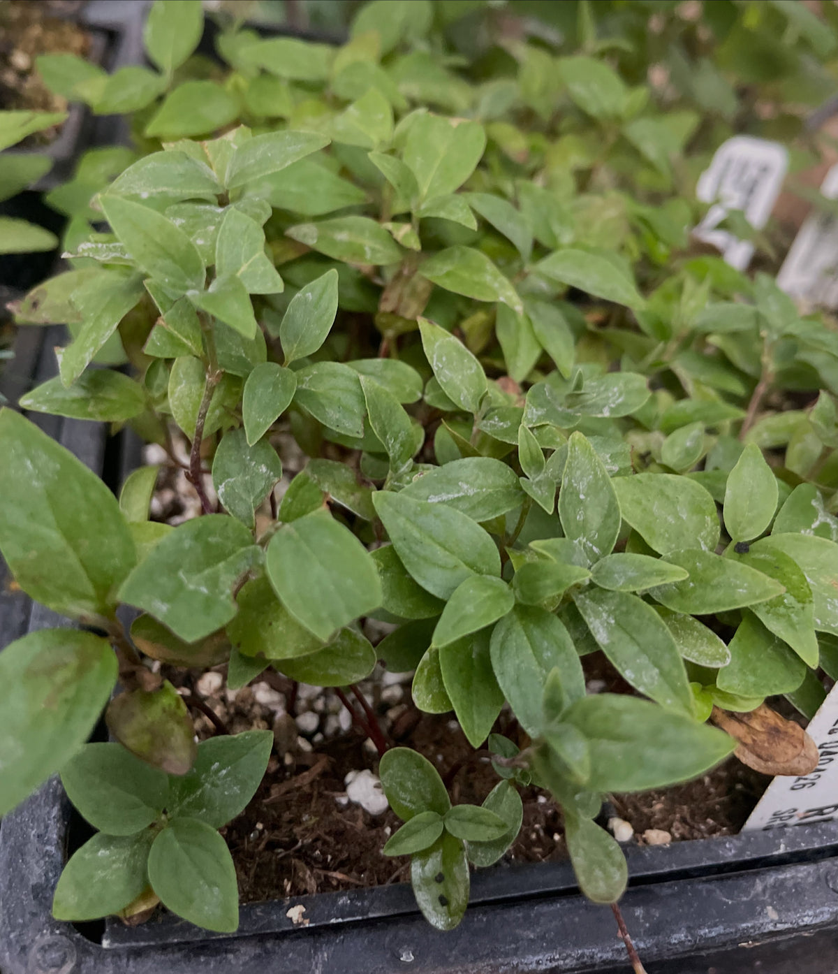 Red osier dogwood seedlings in the greenhouse