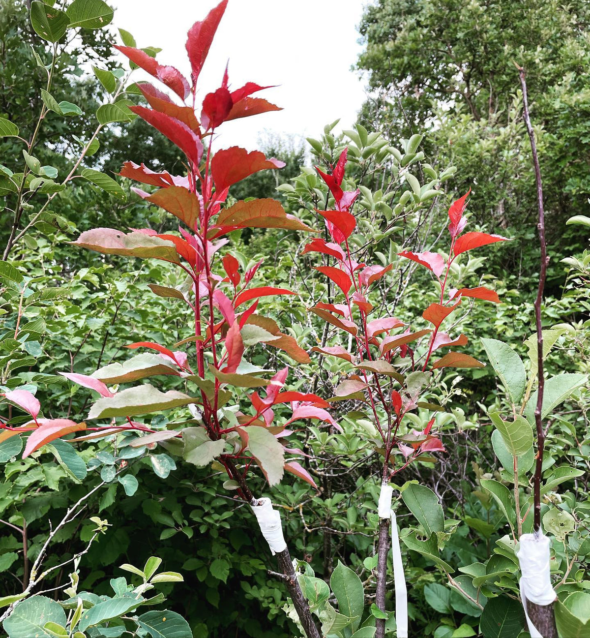 red siberian crabapple selection grafted to saskatoon / serviceberry one month ago