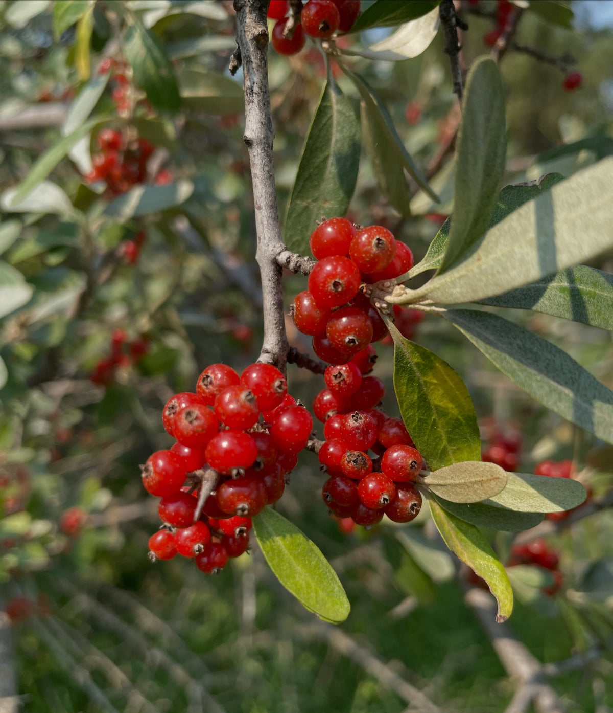Red silver buffaloberry fruit, image 1 of 5