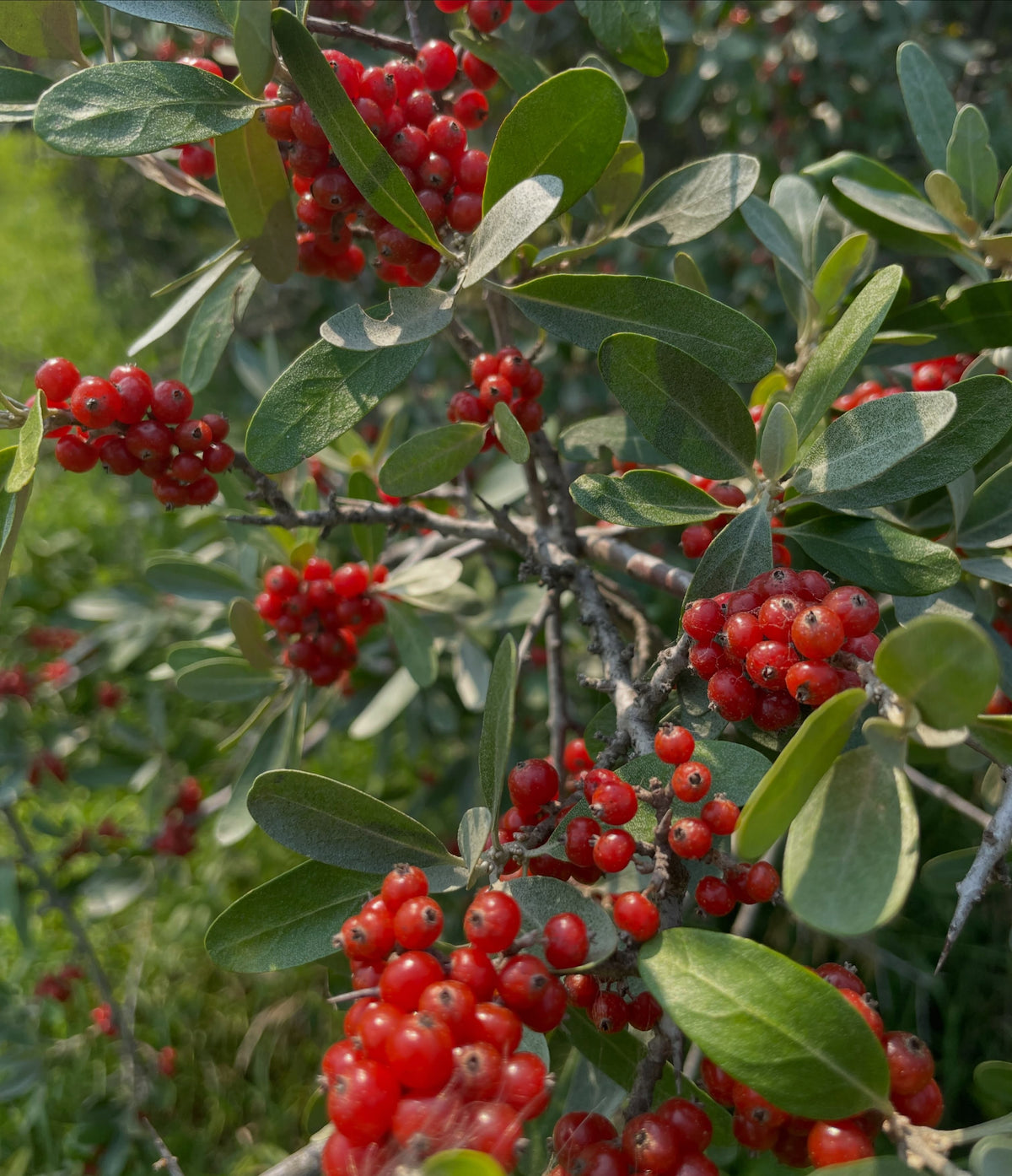 Red silver buffaloberry fruit, image 2 of 5