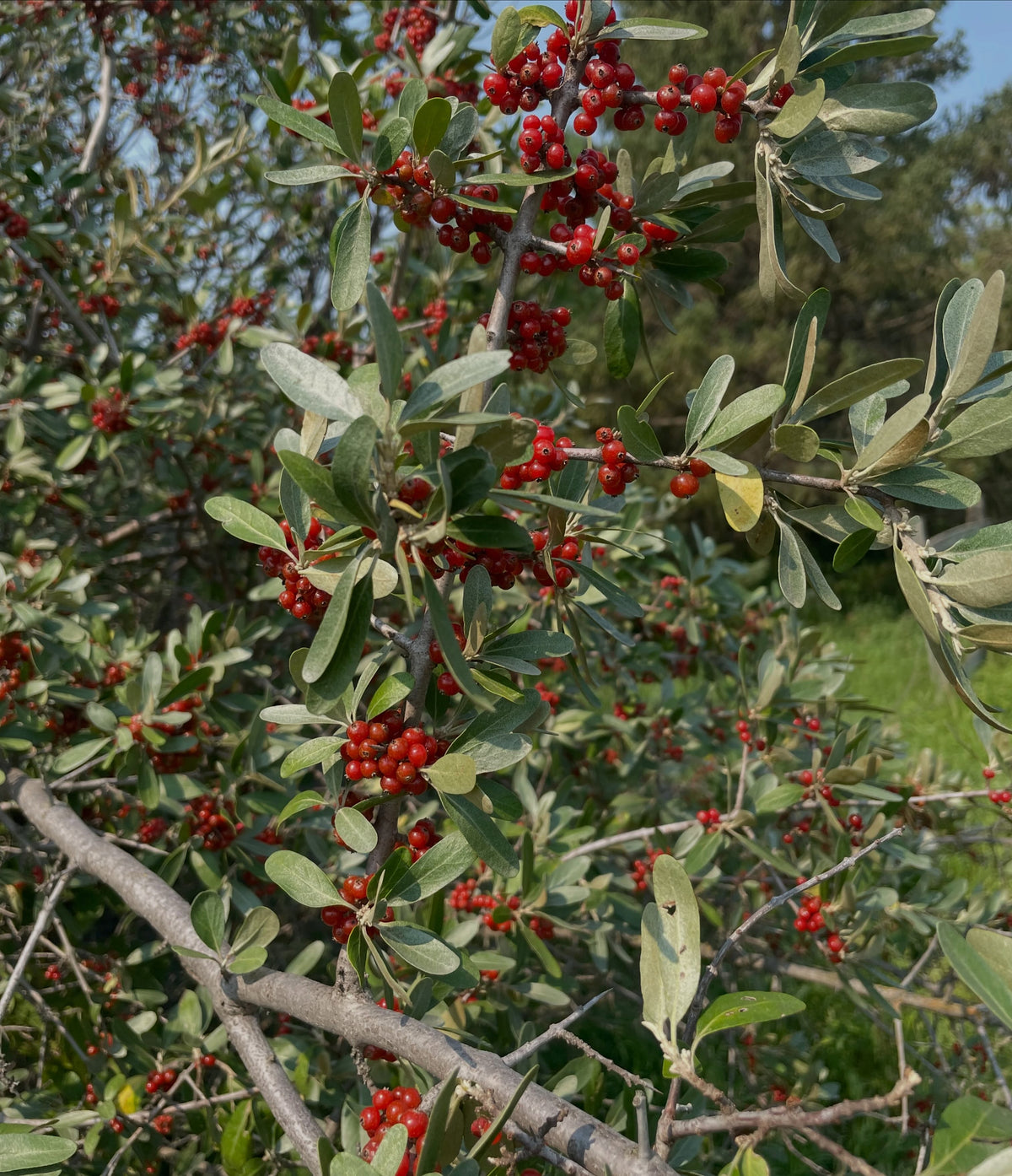 Red silver buffaloberry fruit, image 3 of 5