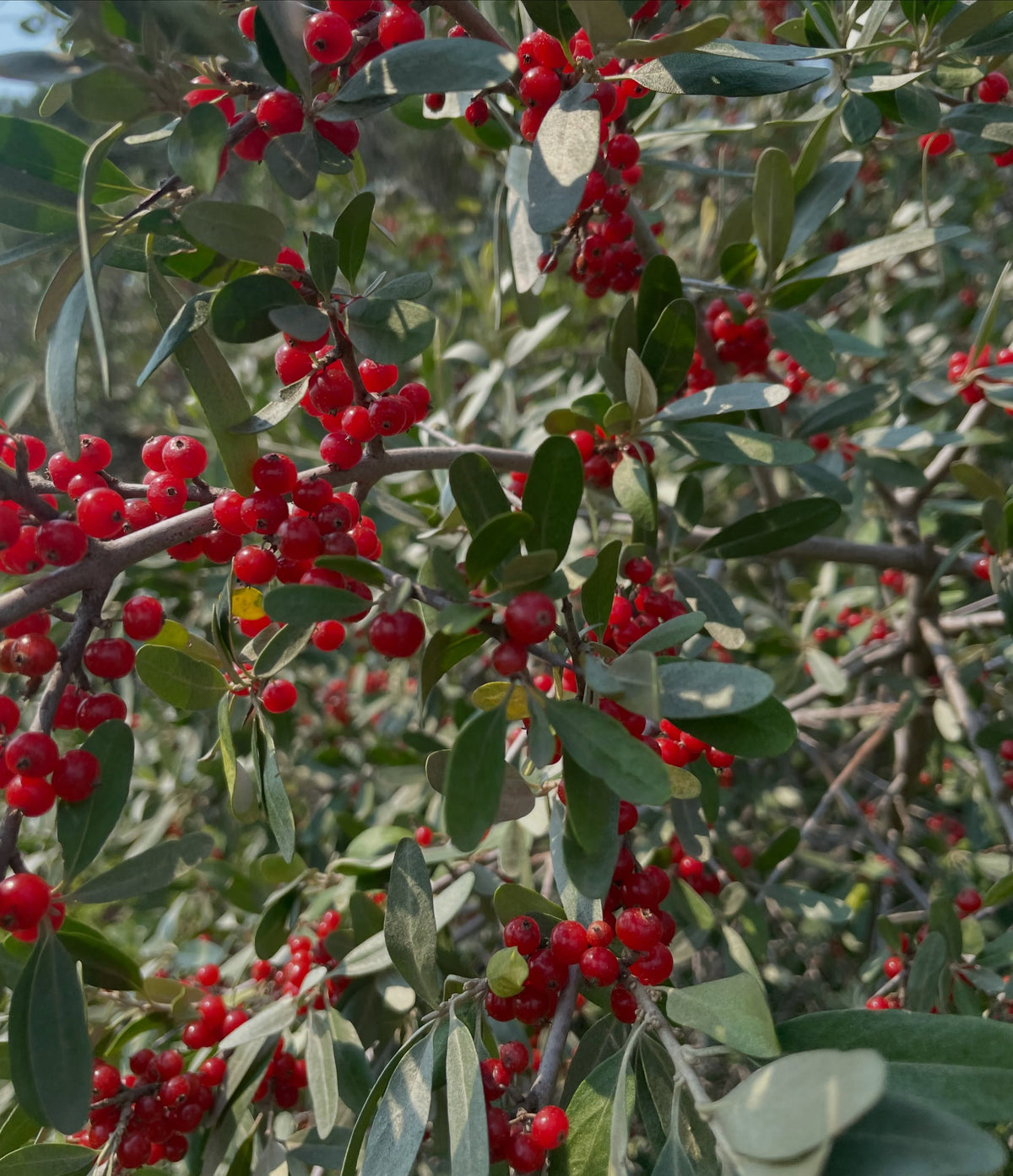 Red silver buffaloberry fruit, image 4 of 5