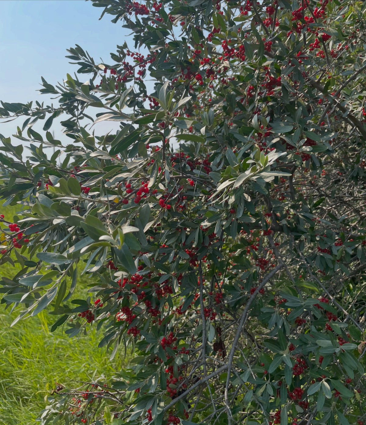 Red silver buffaloberry fruit, image 5 of 5