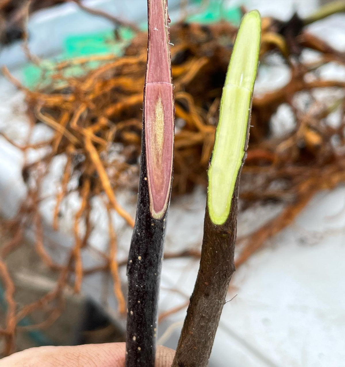 red wonder is one of the varieties I grafted this weekend, haven’t tried the apples yet but they’re hardy to zone 3