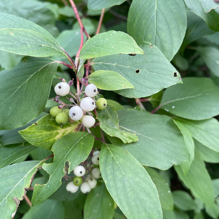 redosier dogwood