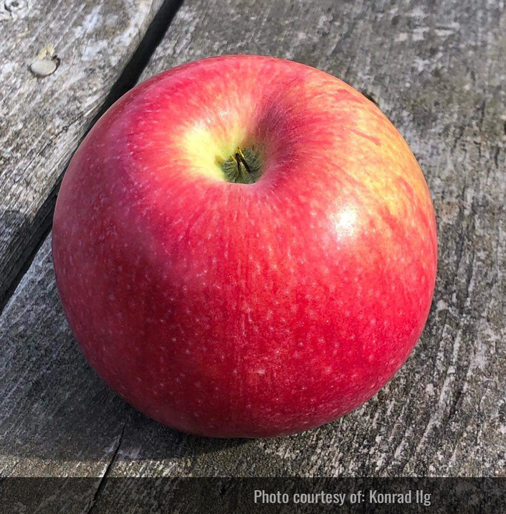 Redwell Apple Tree