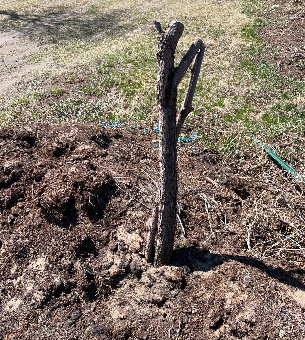 rescued nannyberry tree, a friend who does tree service pulled some out for a customer and gave me one, image 1 of 2