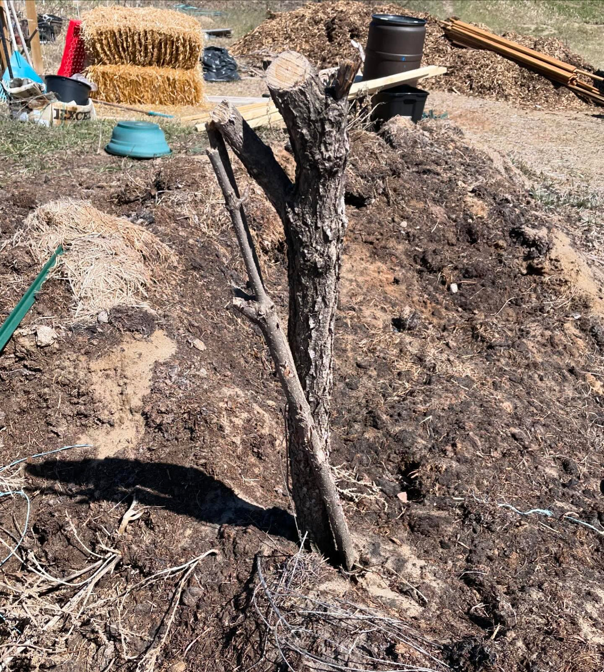 rescued nannyberry tree, a friend who does tree service pulled some out for a customer and gave me one, image 2 of 2