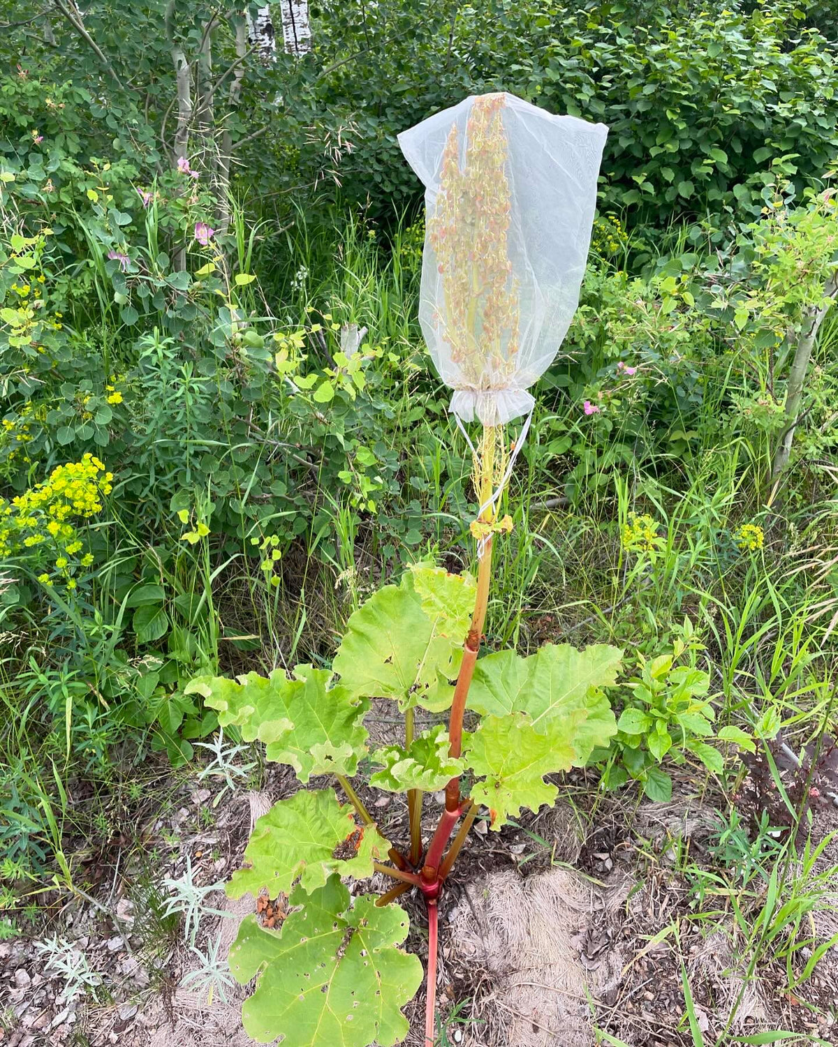 rhubarb grows quickly from seed, if you’re going to save some make sure to bag it, image 1 of 3