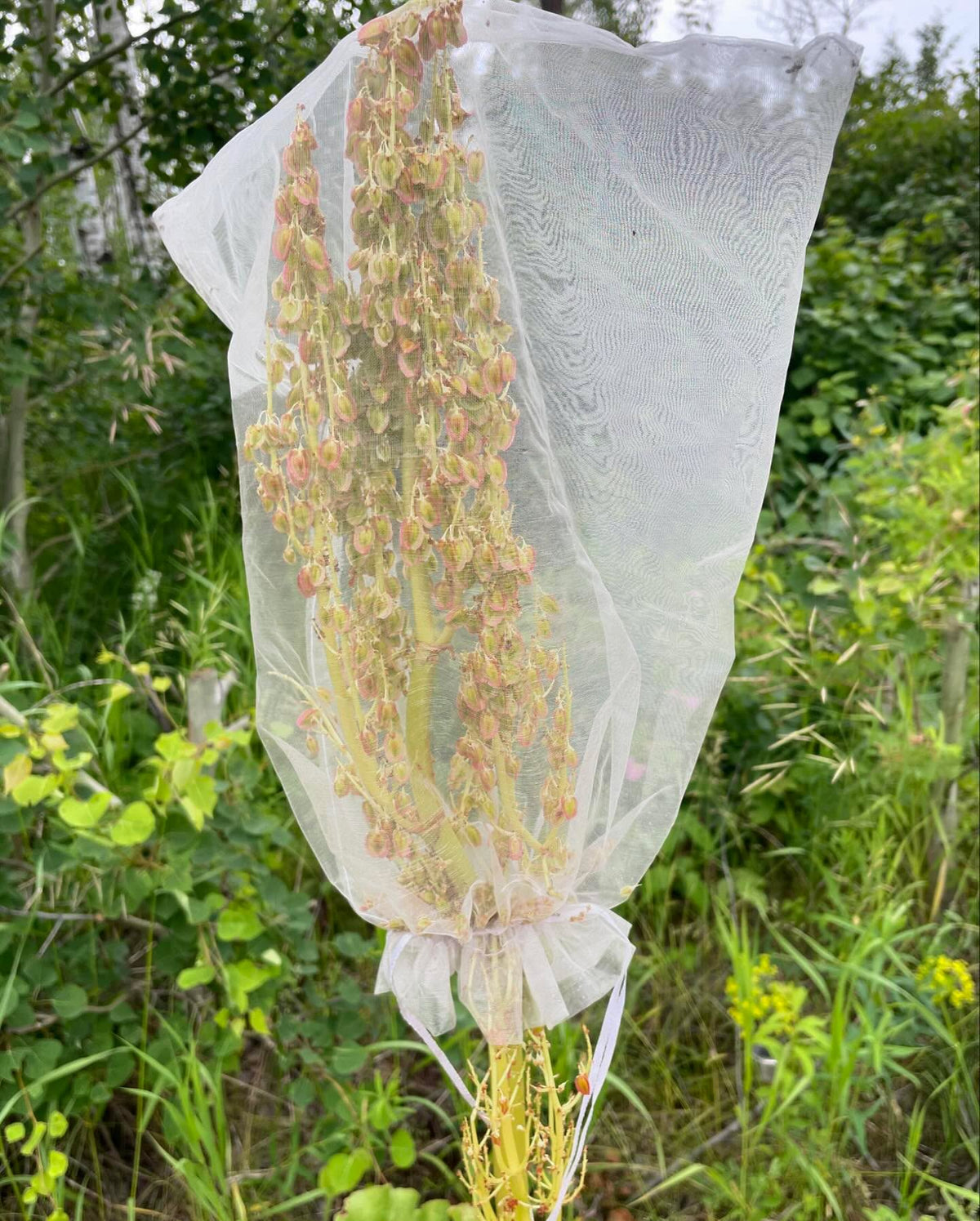 rhubarb grows quickly from seed, if you’re going to save some make sure to bag it, image 2 of 3