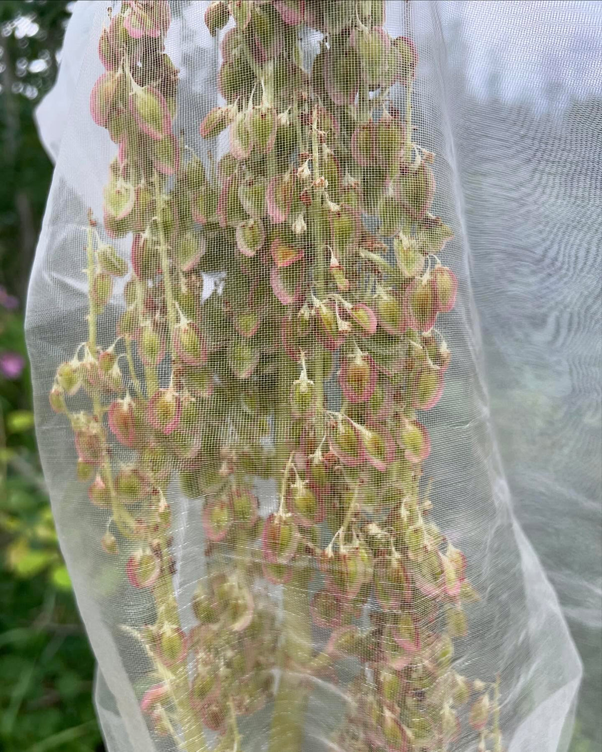 rhubarb grows quickly from seed, if you’re going to save some make sure to bag it, image 3 of 3
