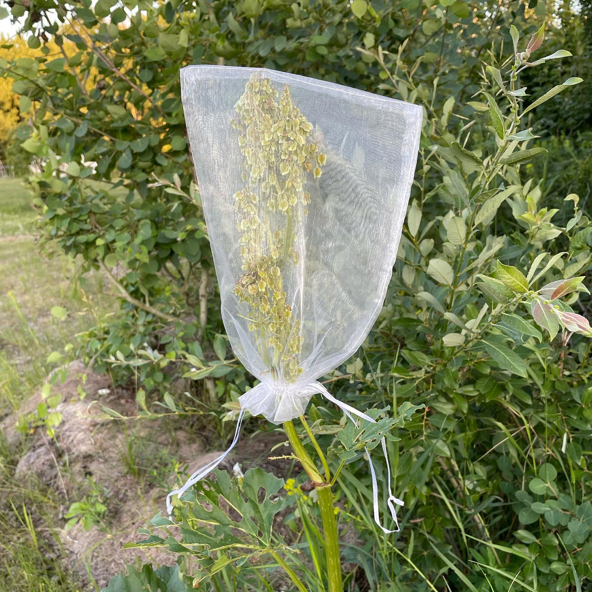 rhubarb seed ripens fast so if you want to keep it, these organza bags from amazon are perfect