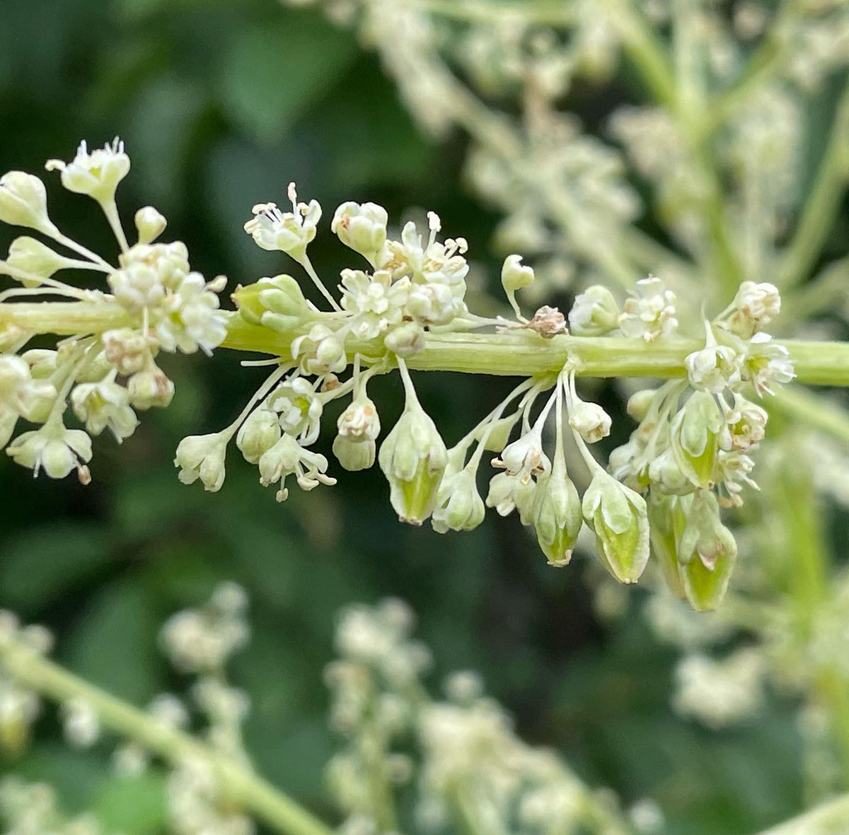 rhubarb seeds forming, image 1 of 2