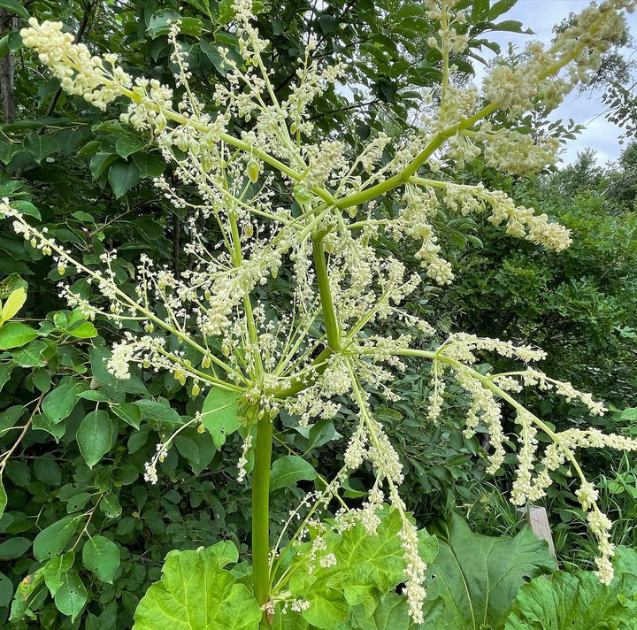 rhubarb seeds forming, image 2 of 2