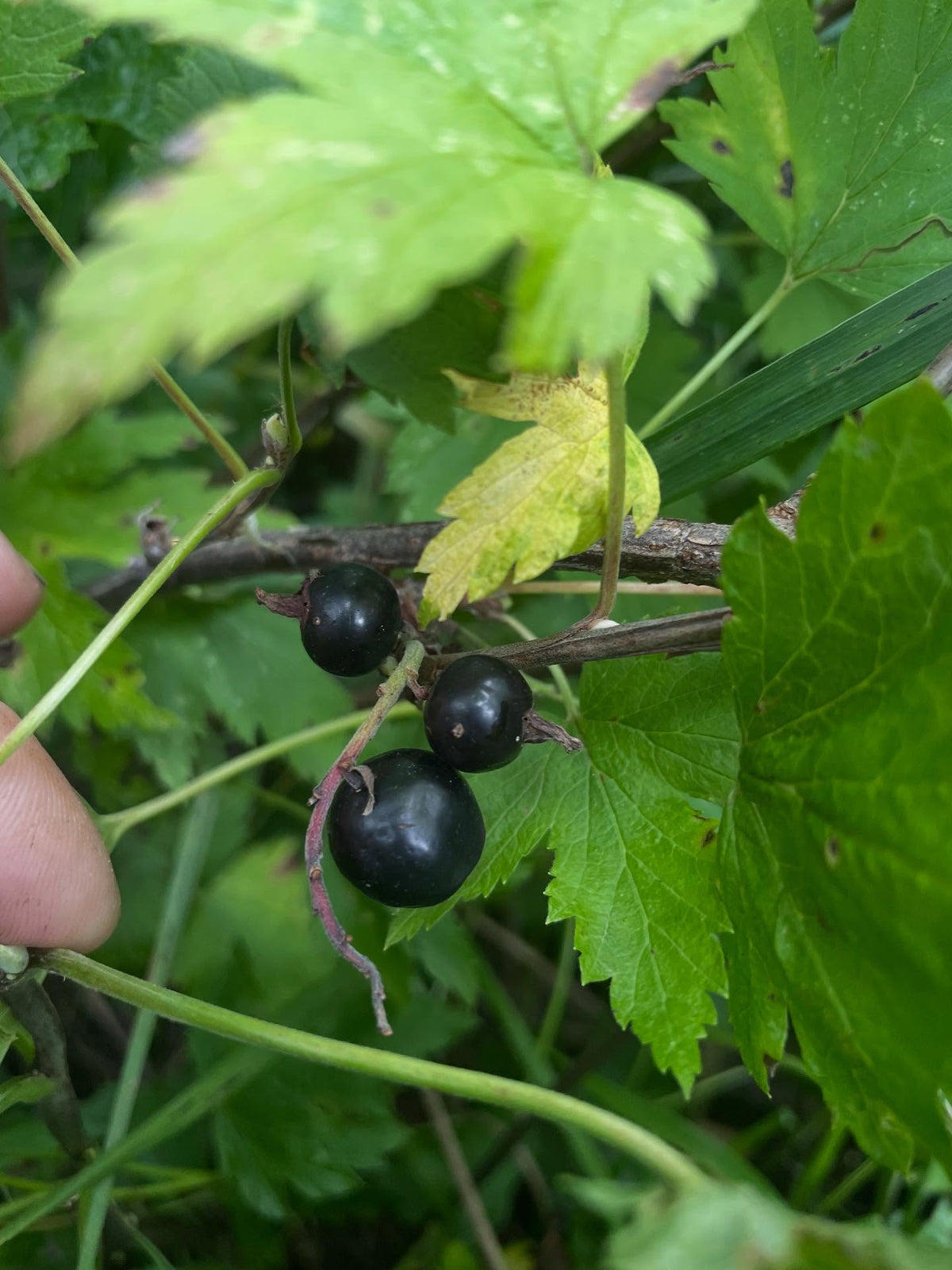 Ribes americanum, the wild american black currant, image 1 of 4