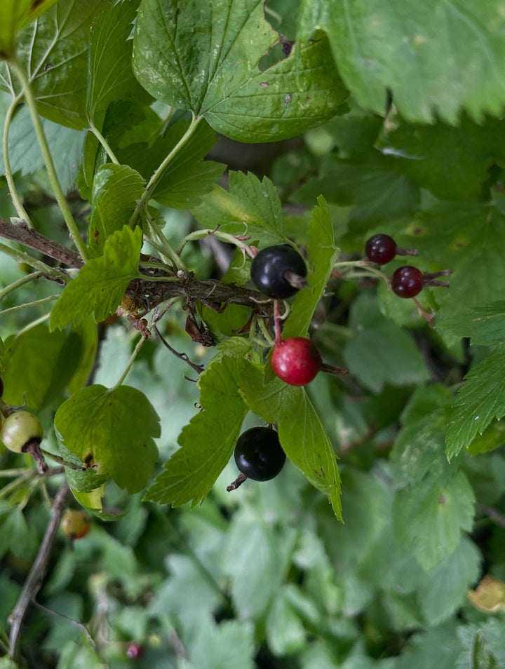 Ribes americanum, the wild american black currant, image 2 of 4