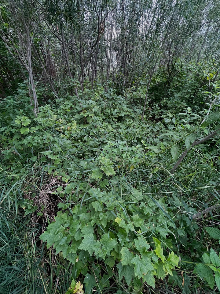 Ribes americanum, the wild american black currant, image 3 of 4