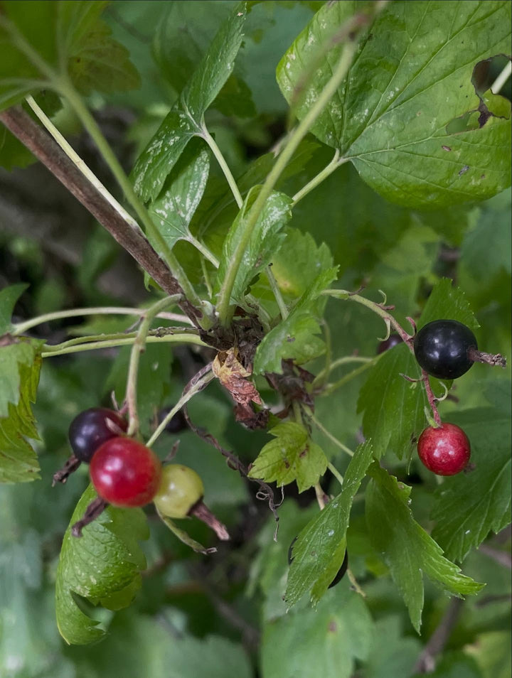 Ribes americanum, the wild american black currant, image 4 of 4