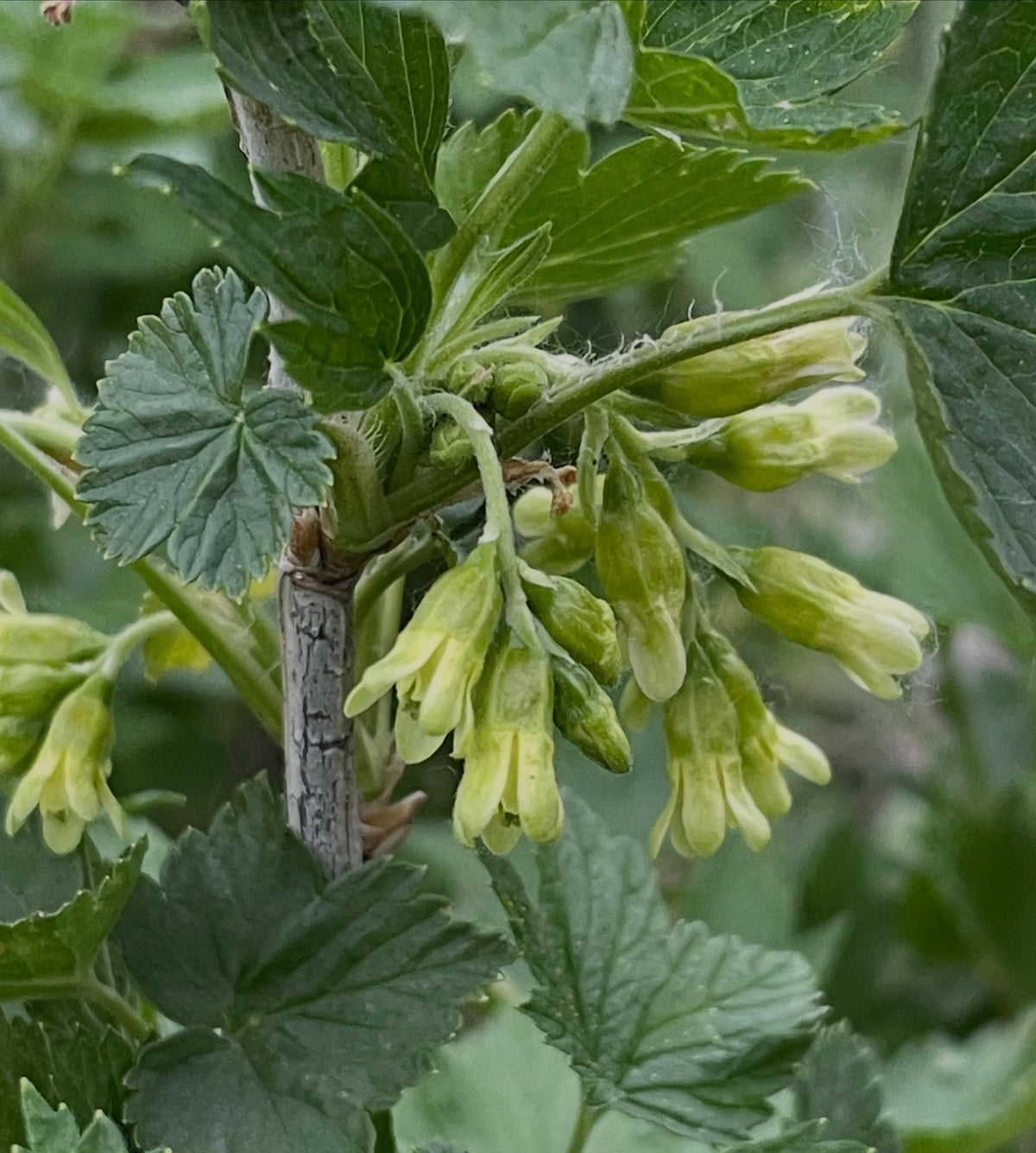 ribes americanum, wild american black currant, image 1 of 4