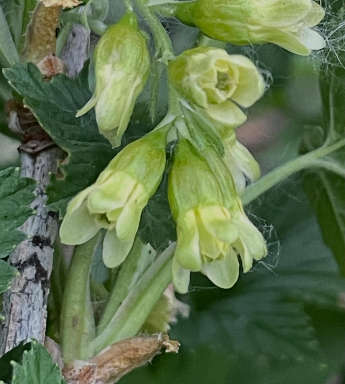 ribes americanum, wild american black currant, image 2 of 4