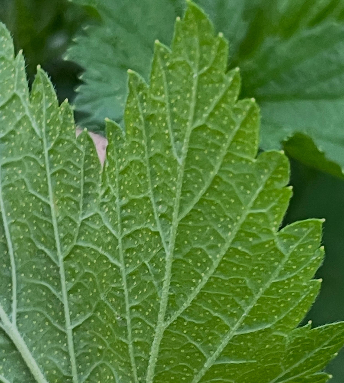 ribes americanum, wild american black currant, image 3 of 4
