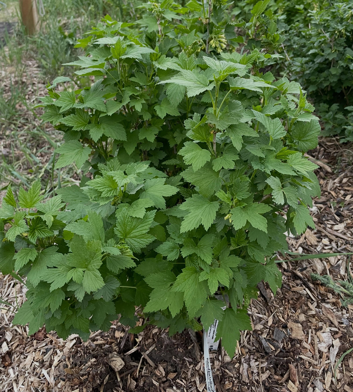 ribes americanum, wild american black currant, image 4 of 4