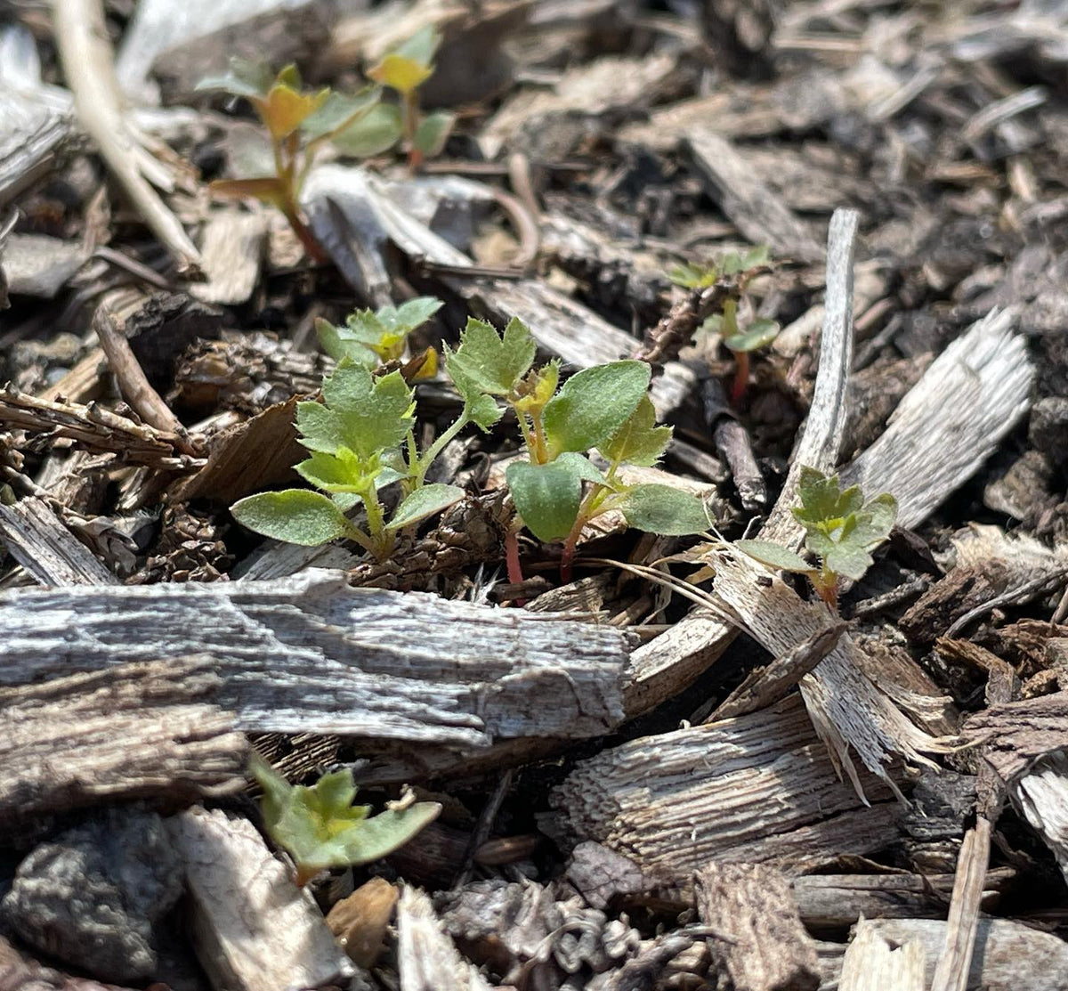 Ribes aureum - clove currant, golden current