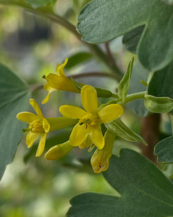 ribes aureum, golden currant, image 1 of 2