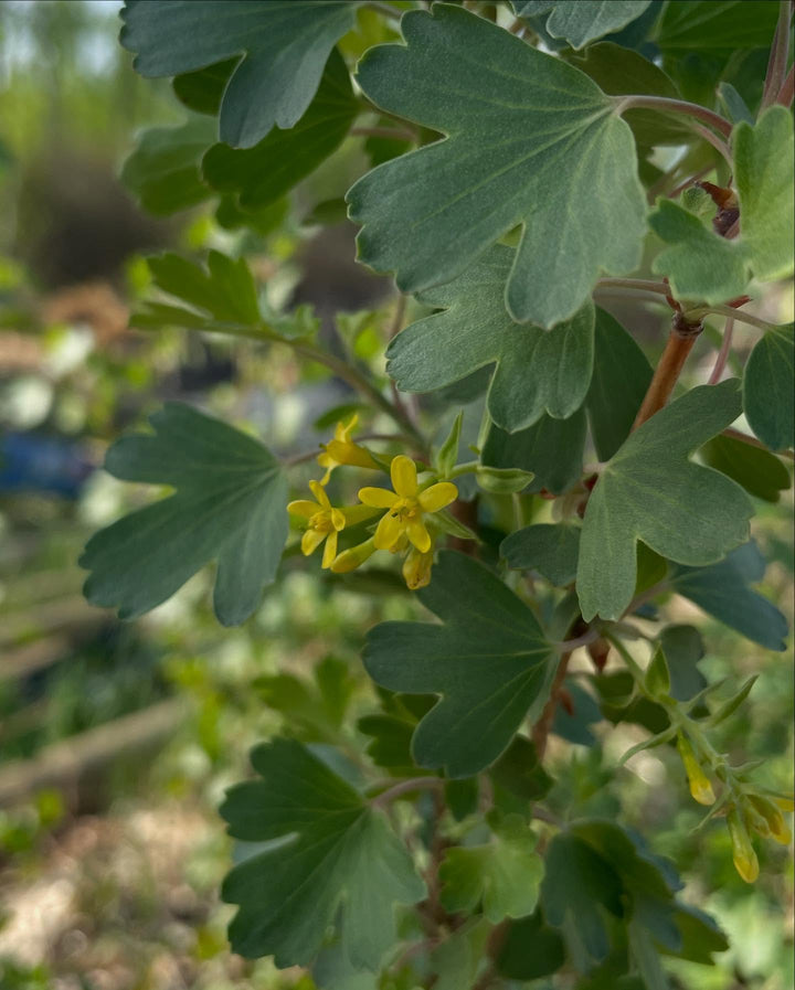 ribes aureum, golden currant, image 2 of 2