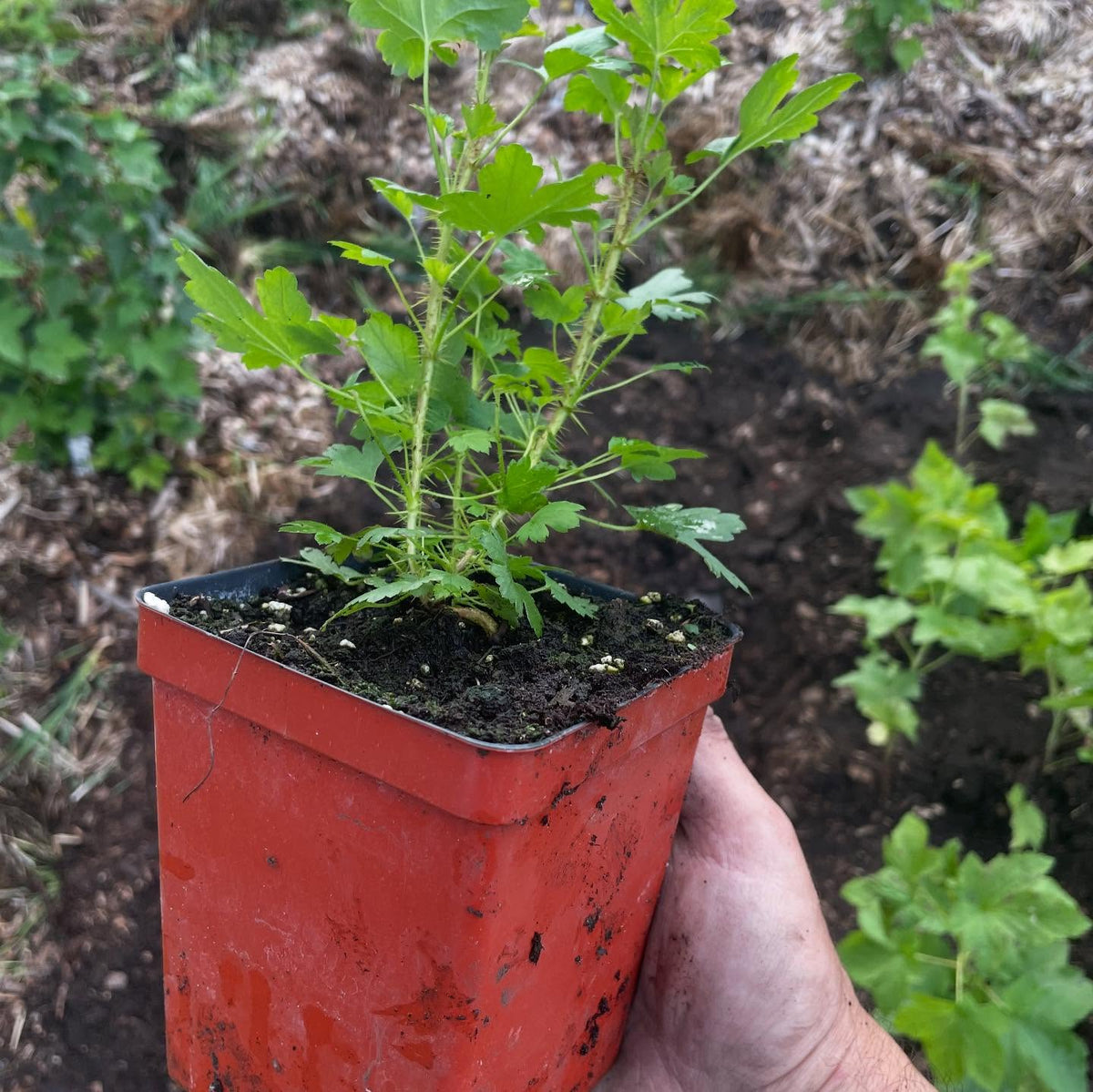 Ribes cynobari, divaricatum, glandulosum seedlings from the usda, image 1 of 4