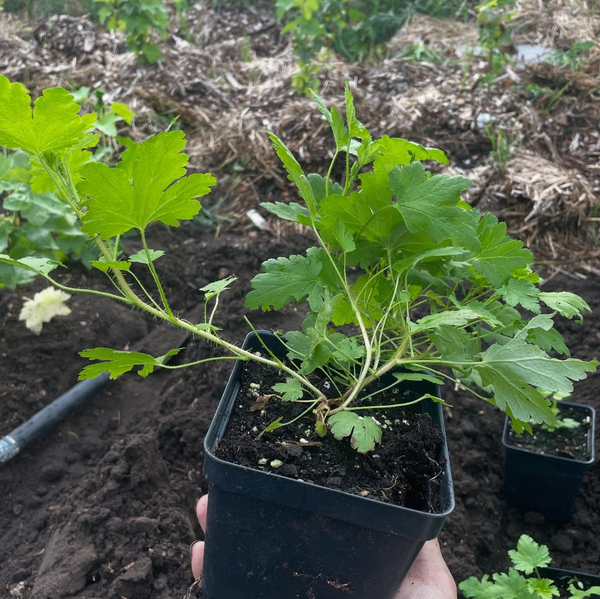 Ribes cynobari, divaricatum, glandulosum seedlings from the usda, image 2 of 4