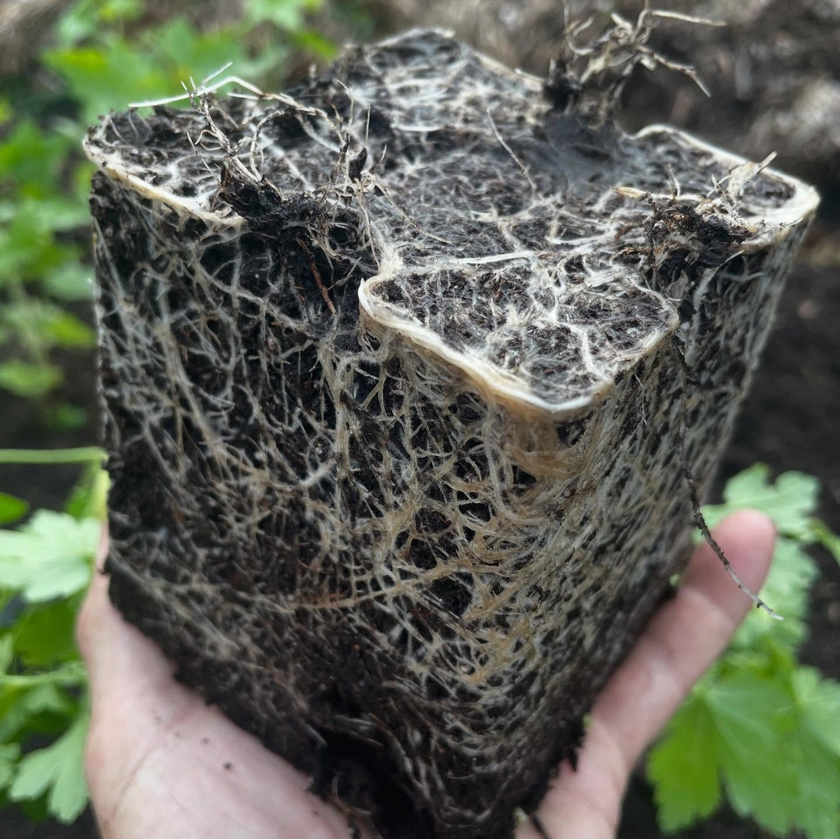 Ribes cynobari, divaricatum, glandulosum seedlings from the usda, image 3 of 4