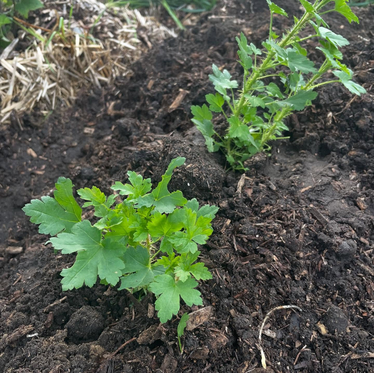 Ribes cynobari, divaricatum, glandulosum seedlings from the usda, image 4 of 4