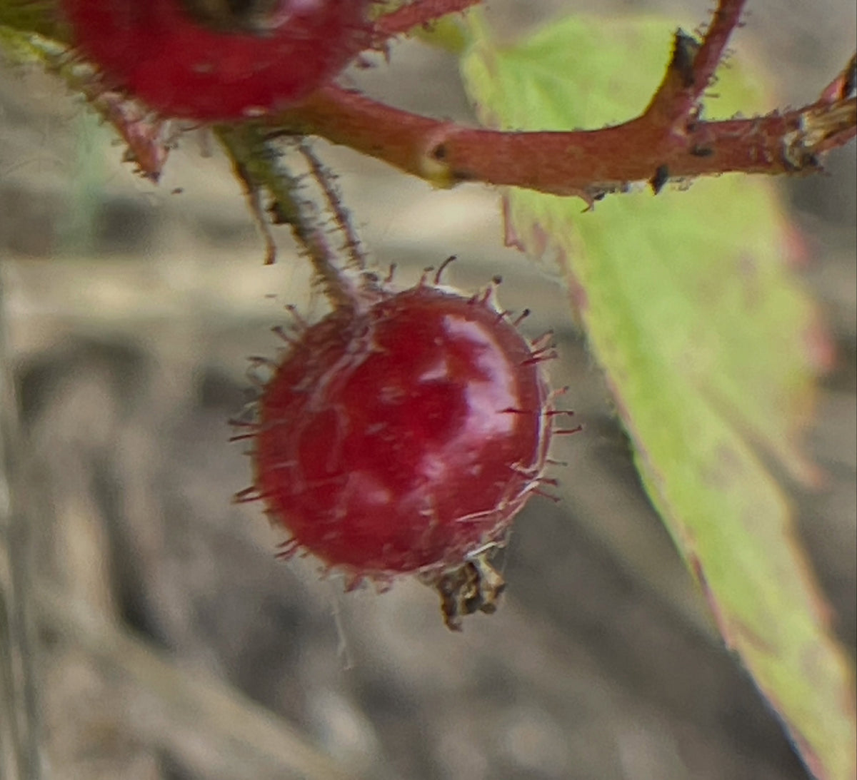 Ribes glandulosum, a favorite native currant with edible and armed fruit, image 1 of 4