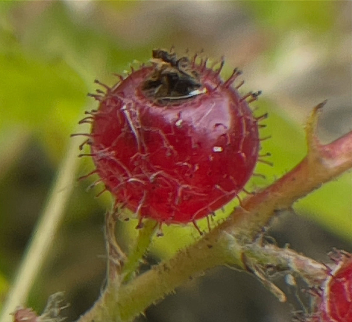 Ribes glandulosum, a favorite native currant with edible and armed fruit, image 2 of 4