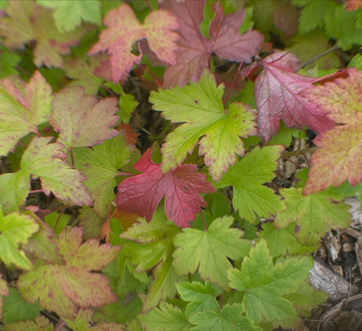 Ribes glandulosum, a favorite native currant with edible and armed fruit, image 3 of 4